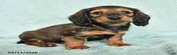Miniature Dachshund dogs for sale: Drake - Ad 4