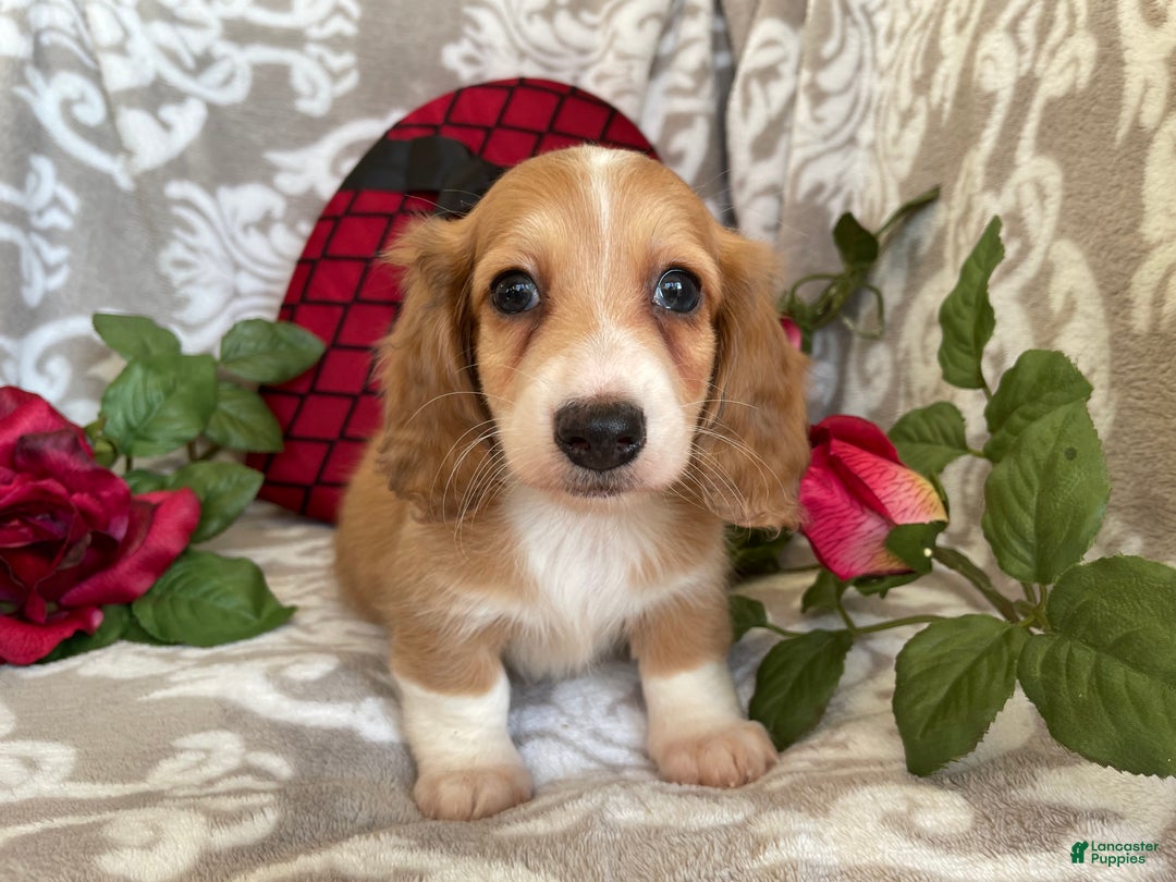 Miniature Dachshund dogs for sale: Blake - Ad 1