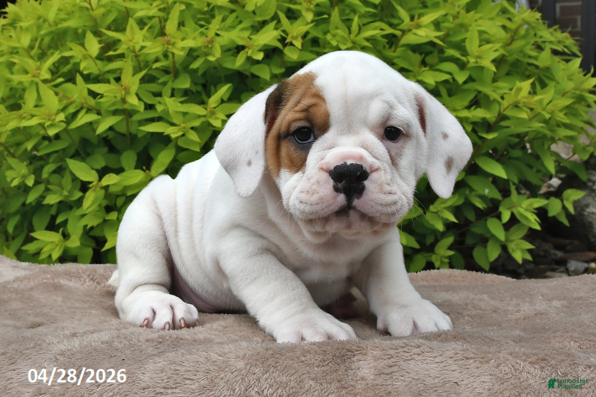 Beabull dogs Maggie - Ad 2