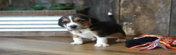 Beagle dogs for sale: Cooper - Ad 3