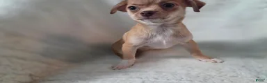 Chihuahua 2