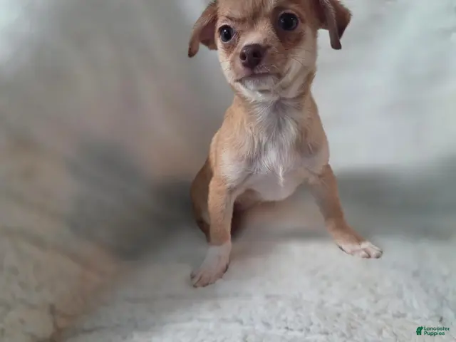 Chihuahua dogs Chihuahua 2 - Ad 20