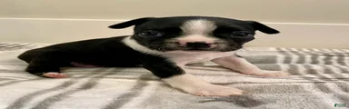 Boston Terrier Female 3 Puppy