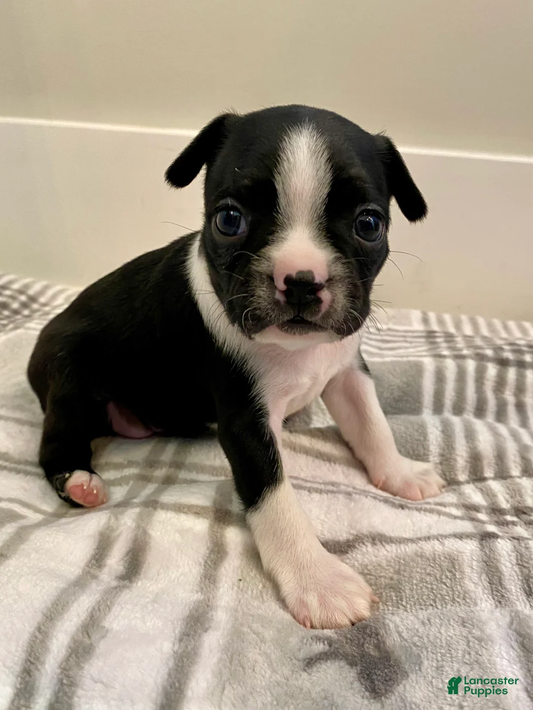 Boston Terrier dogs for sale: Boston Terrier Female 3 Puppy - Ad 1