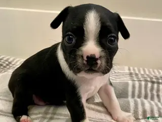 Boston Terrier dogs for sale: Boston Terrier Female 3 Puppy - Ad 2