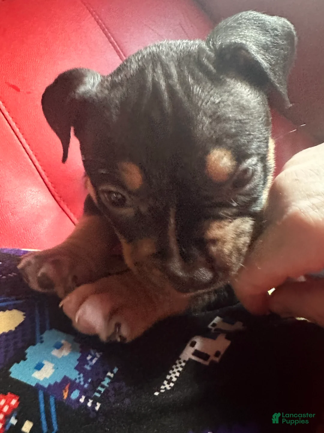 Gallery Image {{count}}