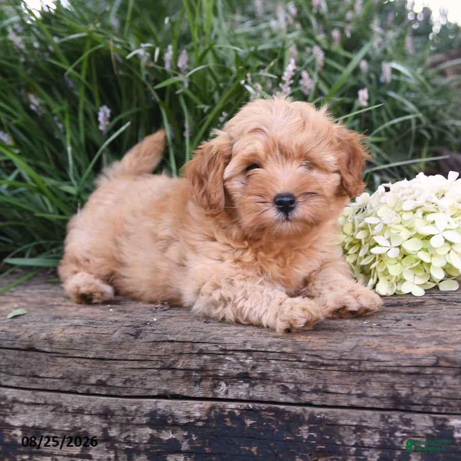 Cavapoo dogs Lemon - Ad 2