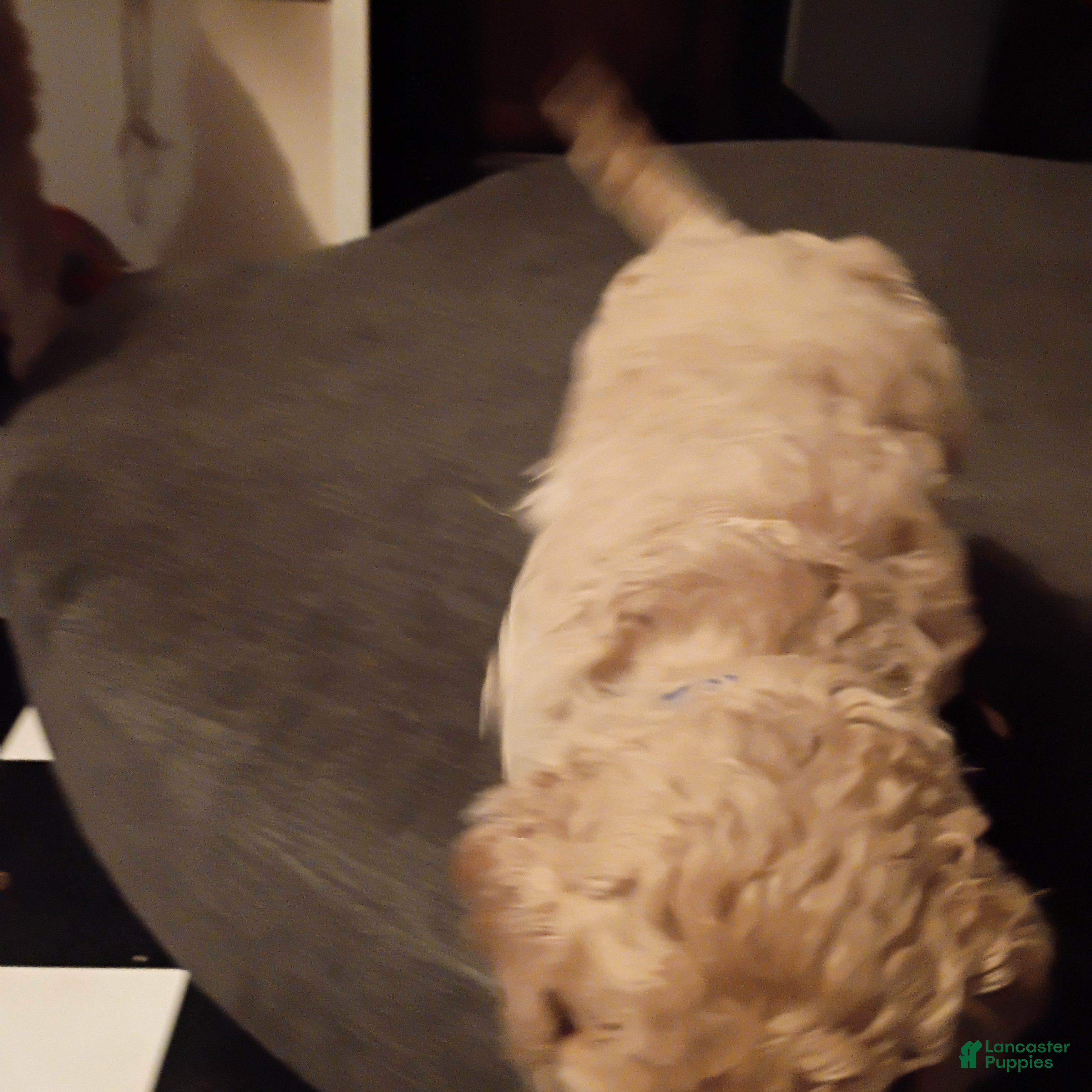 Goldendoodle dogs Big Blue 💙 - Ad 2
