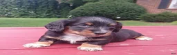 Miniature Dachshund dogs for sale: Sasha - Ad 1