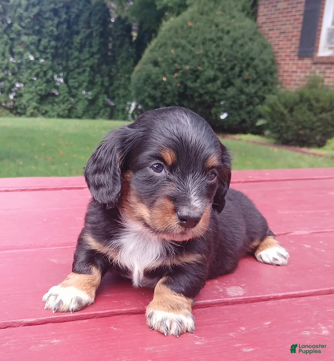 Miniature Dachshund dogs for sale: Sasha - Ad 1