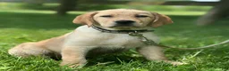 Labrador Retriever dogs for sale: Labrador Retriever 1 - Ad 5