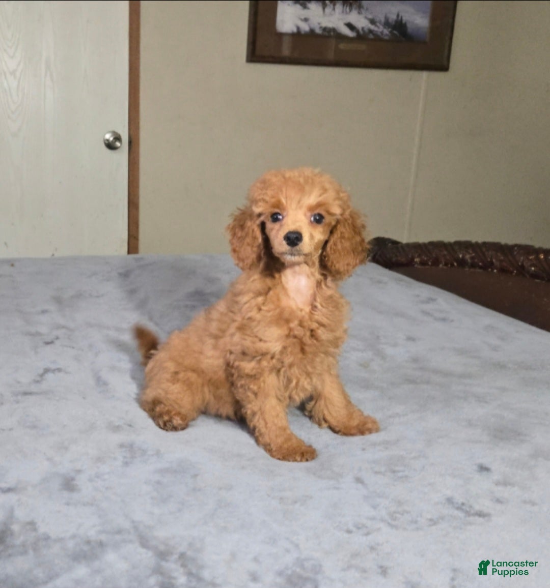Miniature Poodle dogs for sale: candy - Ad 31