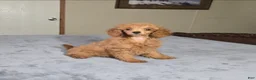 Miniature Poodle dogs for sale: candy - Ad 1