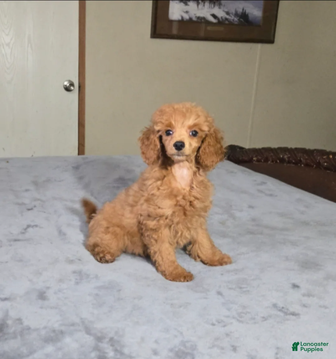 Miniature Poodle dogs for sale: candy - Ad 1