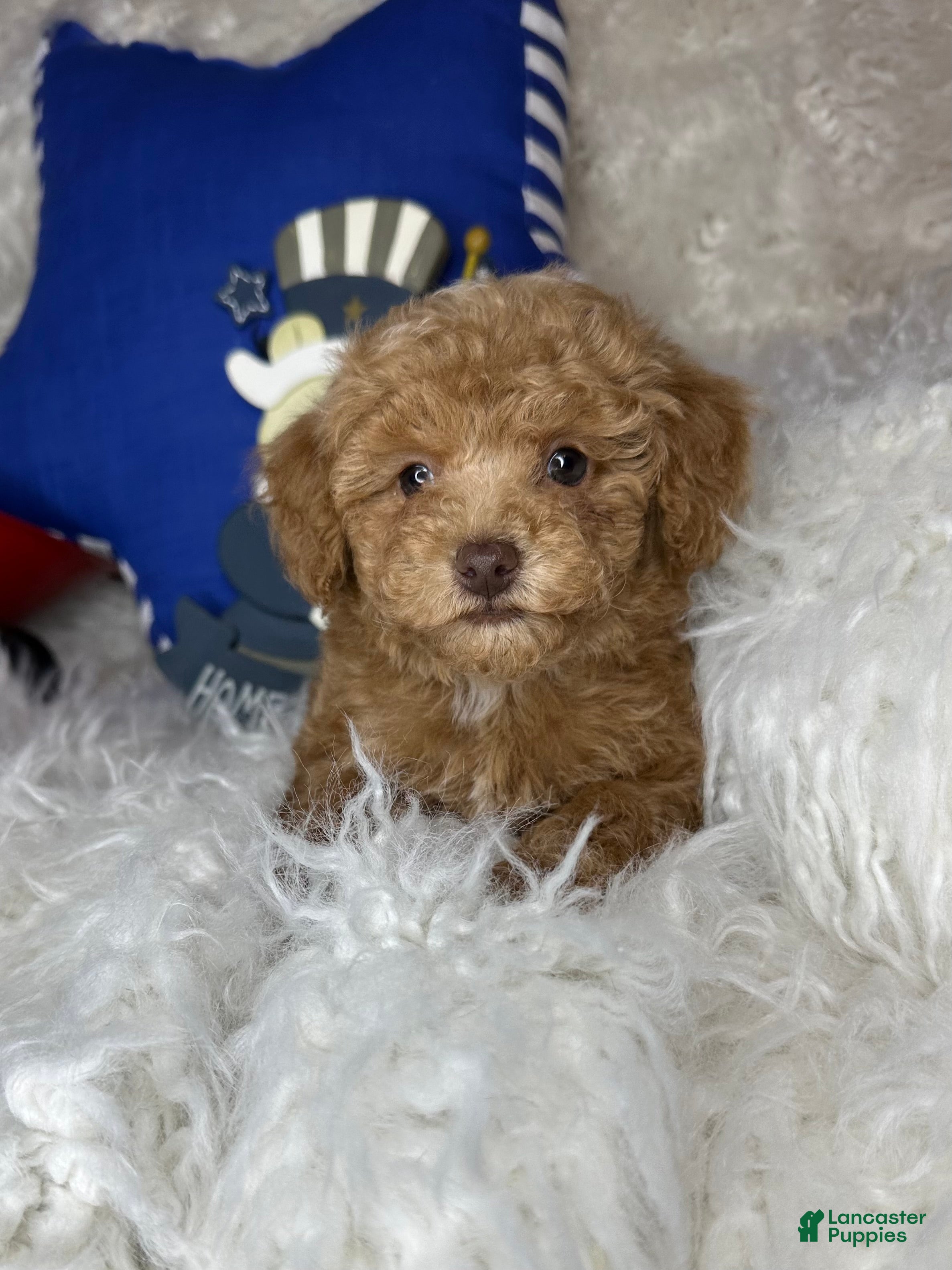 Toy Poodle dogs for sale: Remmy - Ad 4