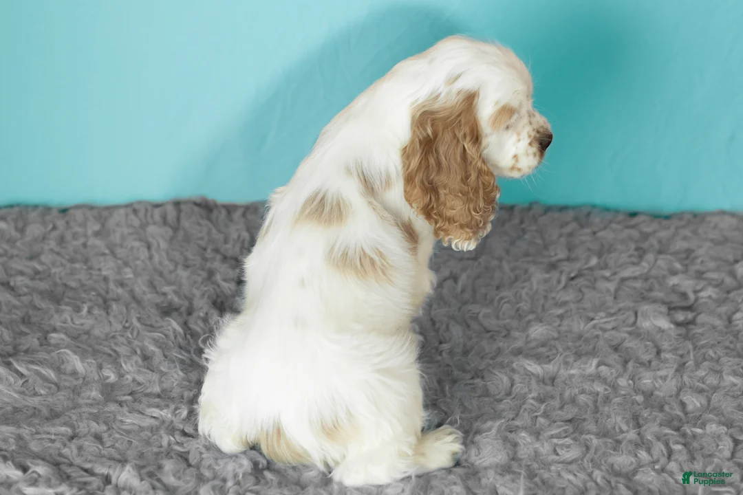 Cocker Spaniel dogs for sale: Wrigley  - Ad 5