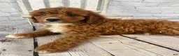 Cavapoo dogs for sale: Bentley - Ad 11