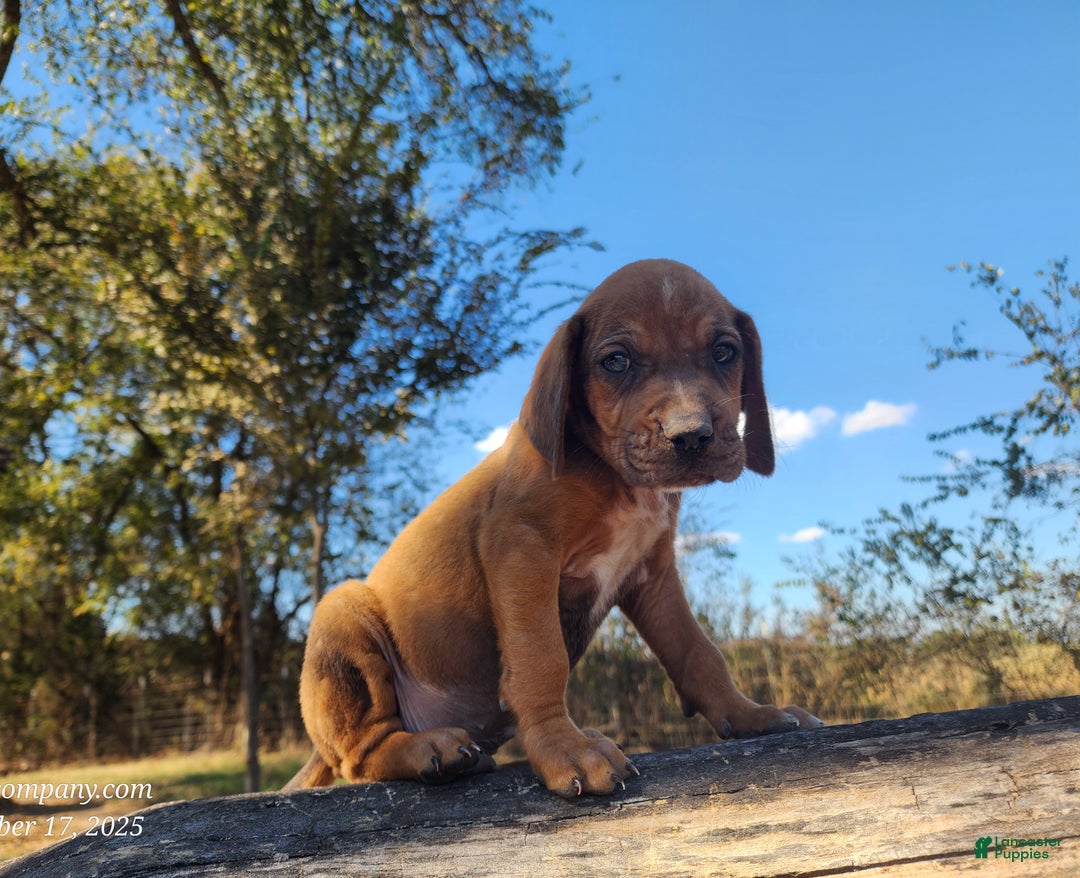 Mixed Breed dogs for sale: Fall 2025 Bloodahoula Male 2 - Ad 3