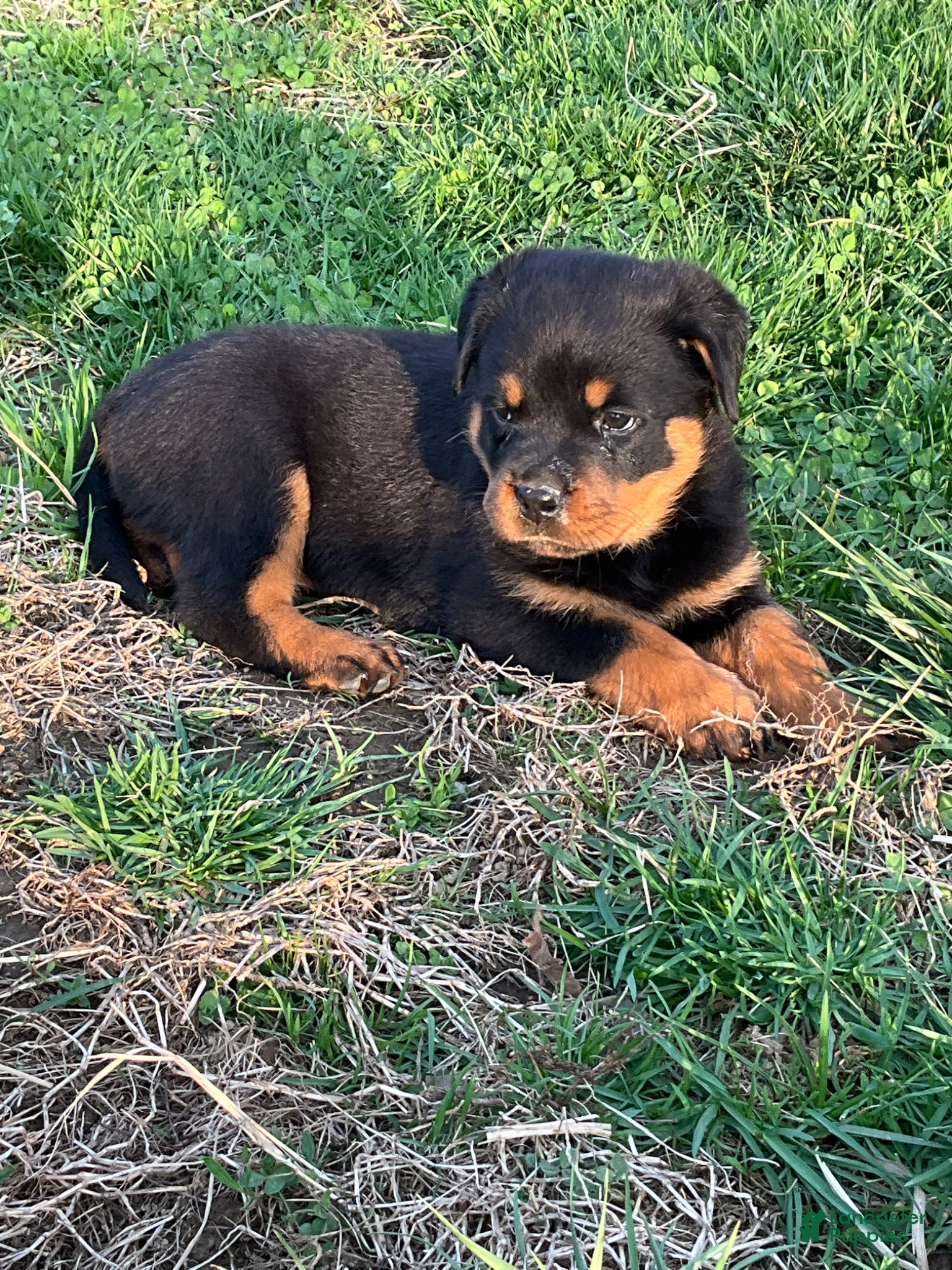 Rottweiler dogs Rottweiler Puppy 2 - Ad 1