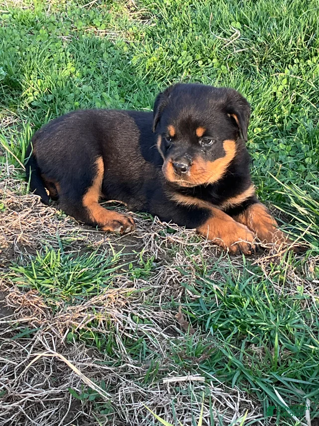 Rottweiler Puppy 2 Rottweiler for sale in Narvon | Lancaster Puppies