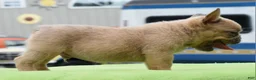 Mixed Breed dogs for sale: Peanut micro puppy  - Ad 10