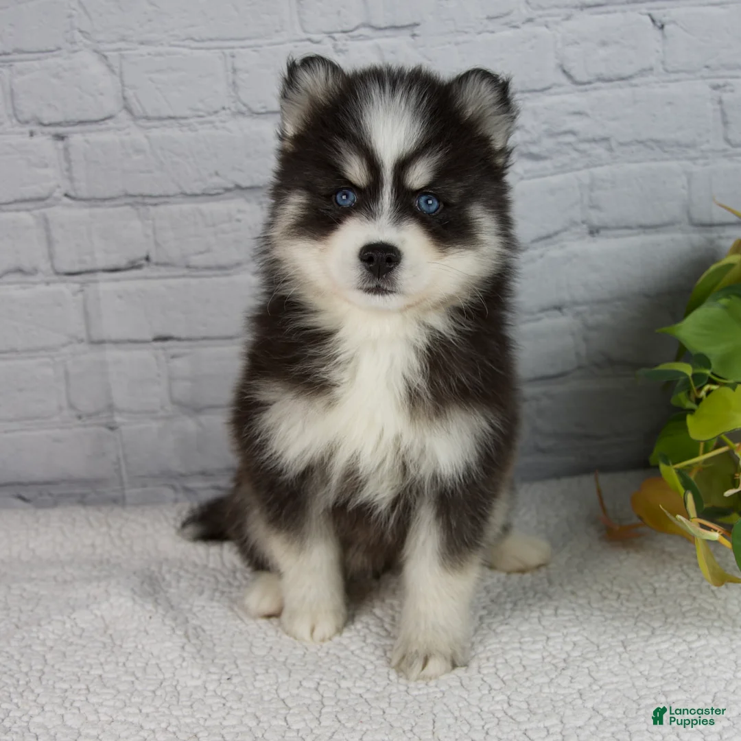 Pomsky dogs for sale: Sasha - Ad 2