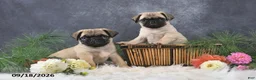 Pug dogs for sale: Nacho - Ad 5