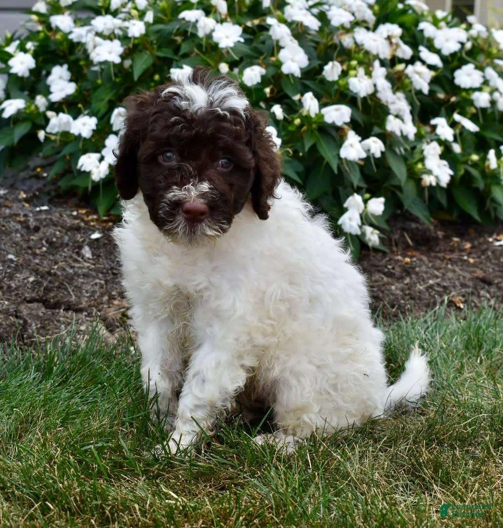 Portuguese Water Dog dogs Poppy - Ad 19