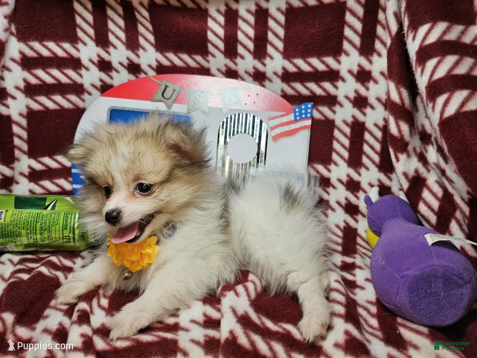 Pomeranian dogs for sale: Frairy Fancy - Ad 2
