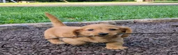 Dachshund dogs for sale: Copper - Ad 5
