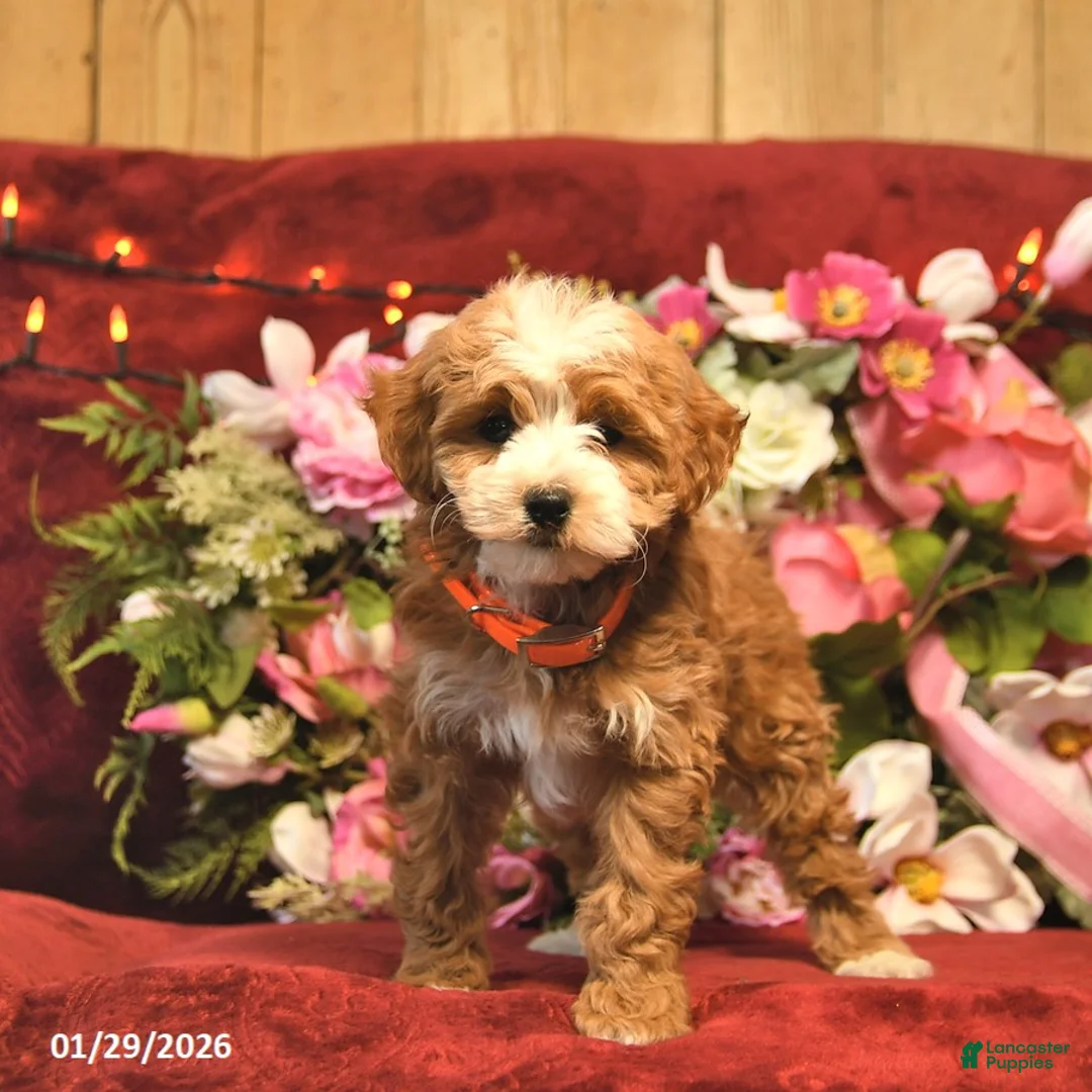 Mini Goldendoodle dogs for sale: Marcie Bella  - Ad 3