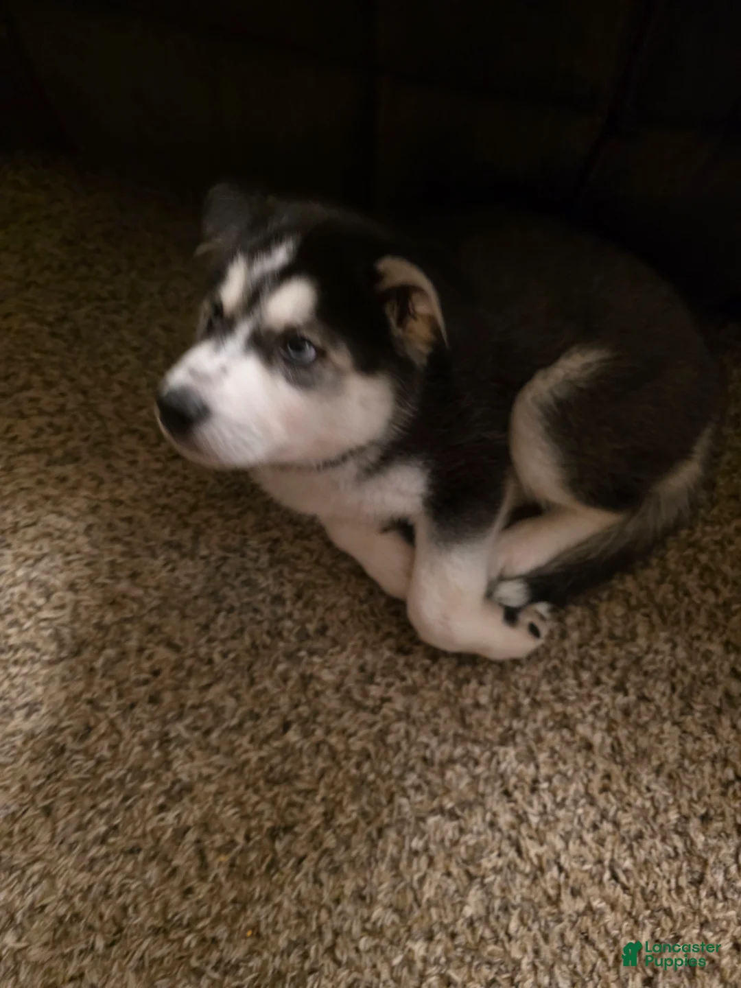 Siberian Husky dogs for sale: Zeus - Ad 2
