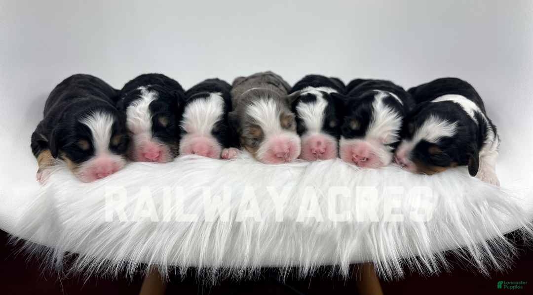 Mini Bernedoodle dogs for sale: Squirt - Ad 5
