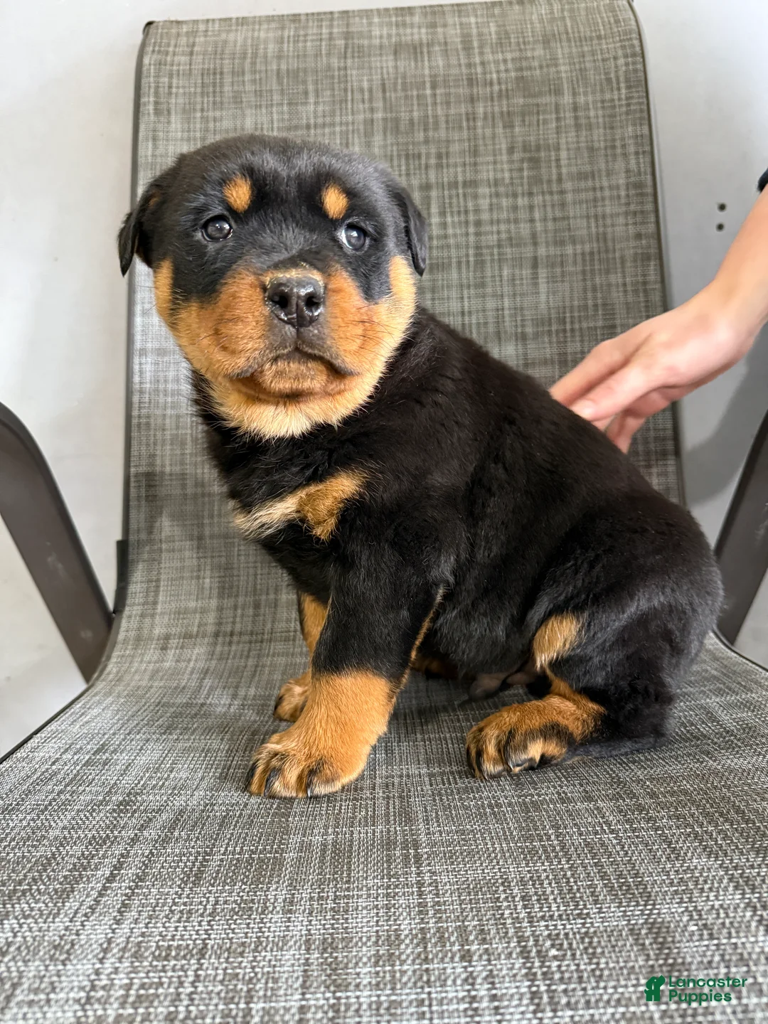 Rottweiler dogs for sale: Lucas - Ad 12