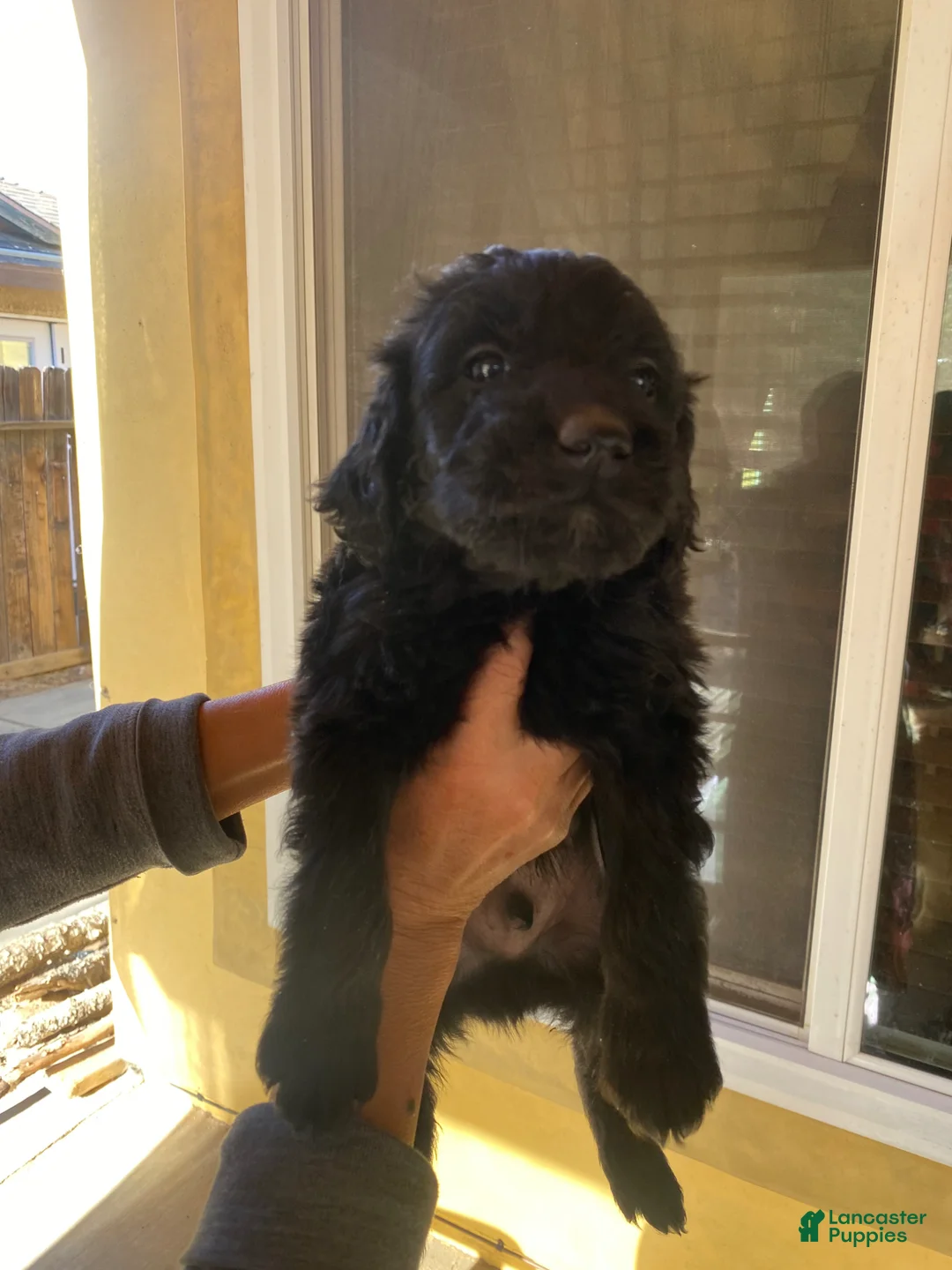 Goldendoodle dogs for sale: Goldendoodle Puppy 1 - Ad 1