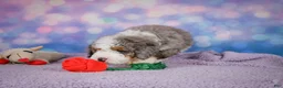 Mini Bernedoodle dogs for sale: Sandy - Ad 12