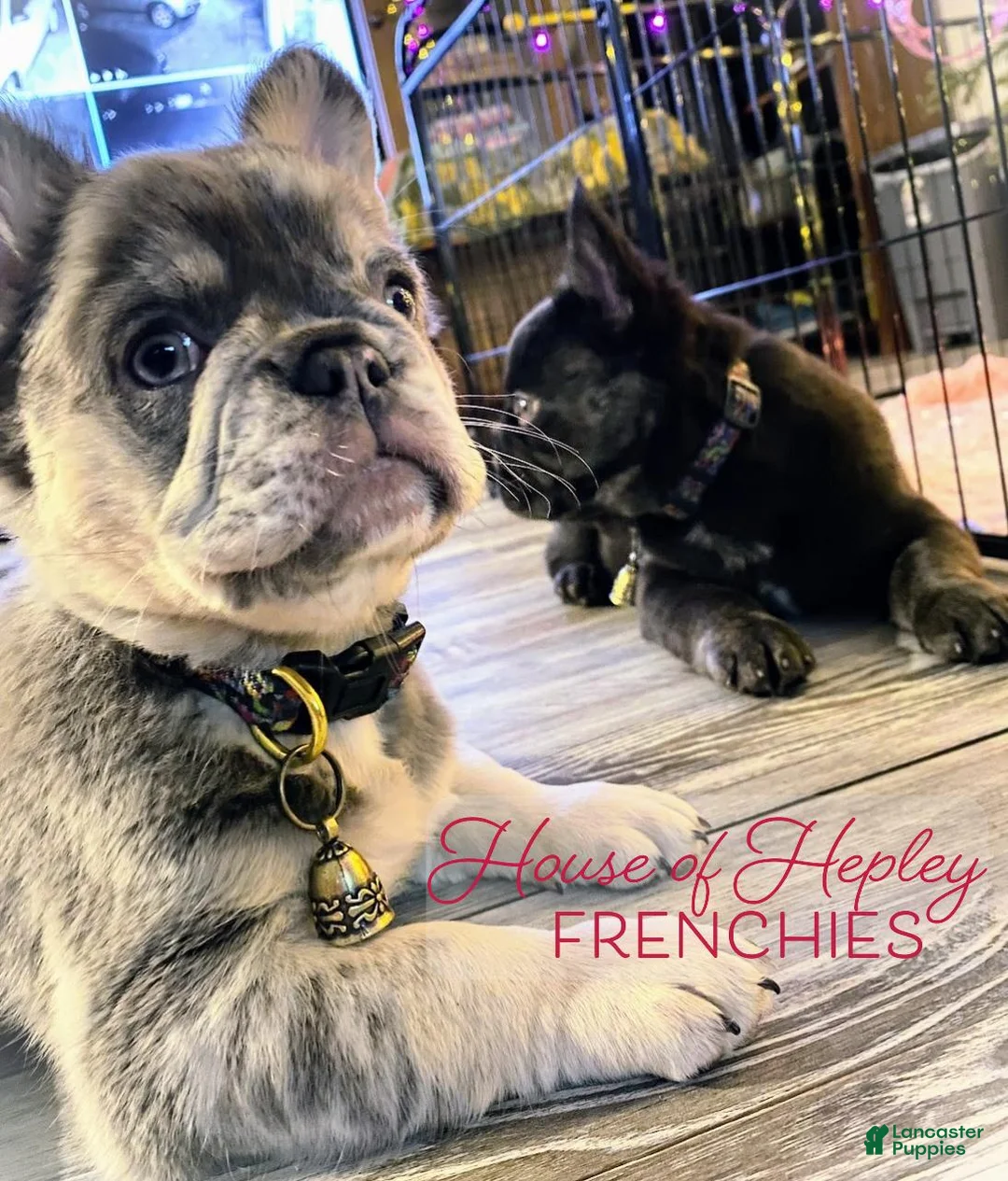 French Bulldog dogs for sale: Lord Connor of House of Hepley - Ad 3