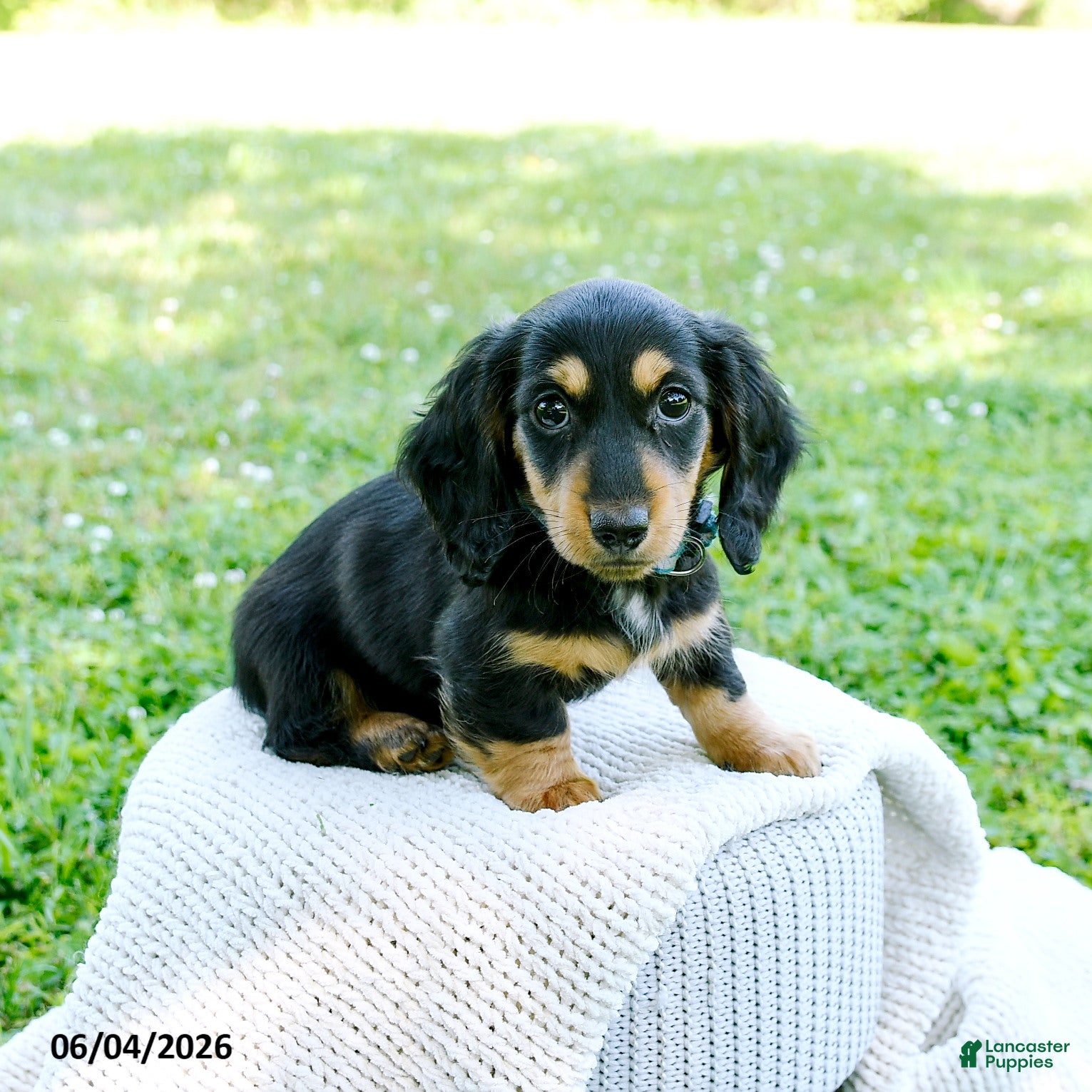 Miniature Dachshund dogs Darcy - Ad 2