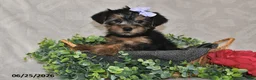 Yorkshire Terrier dogs for sale: Della - Ad 4
