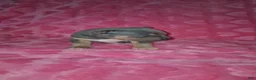 American Bully dogs for sale: American Bully Puppy 5 - Ad 6
