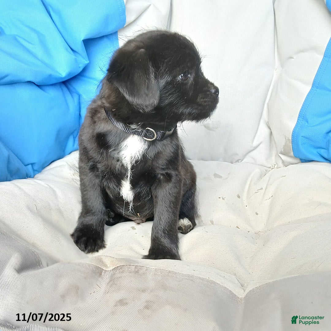 Puggle dogs for sale: Charlie - Ad 4