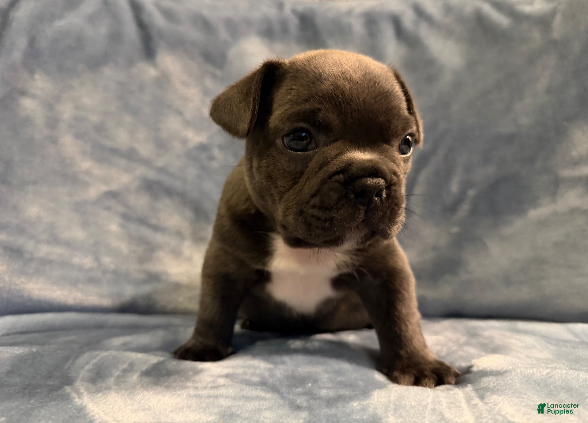 French Bulldog dogs French Bulldog 2 - Ad 42