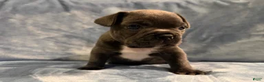 French Bulldog 2