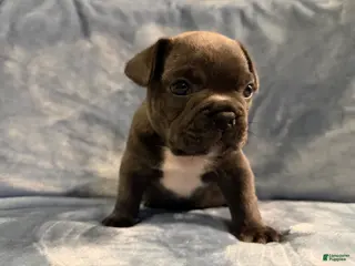 French Bulldog dogs French Bulldog 2 - Ad 42