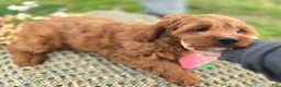 Cavapoo dogs for sale: Iceberg - Ad 23