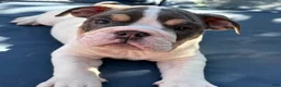 English Bulldog dogs for sale: Buster moon/mini bulldog - Ad 4