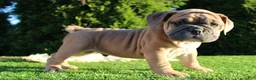 English Bulldog dogs for sale: Dallas - Ad 5