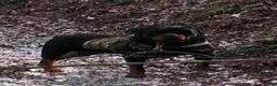 Rottweiler dogs for sale: Rottweiler 2 - Ad 10