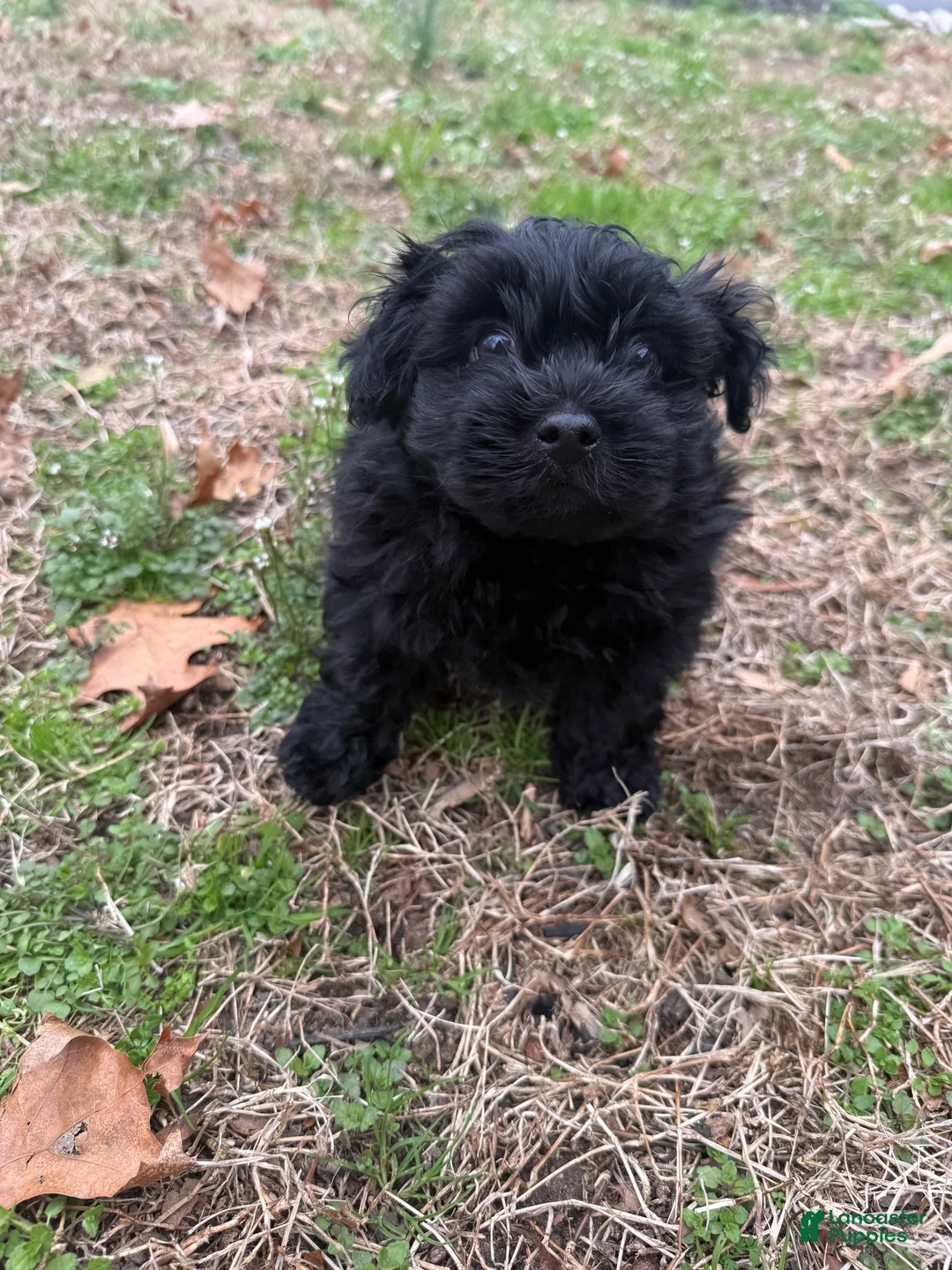 Shih Tzu dogs for sale: Shih Tzu Puppy 1 - Ad 1