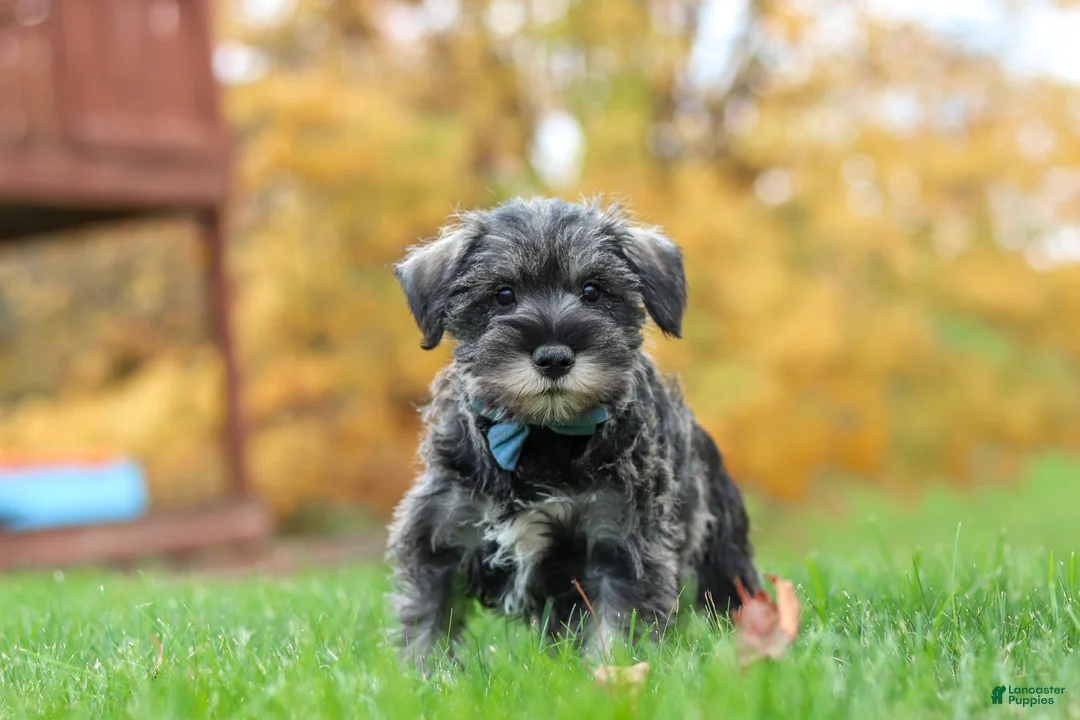 Miniature Schnauzer dogs for sale: Leo - Ad 1
